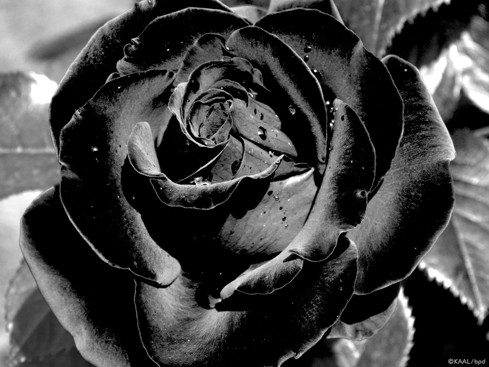 rose monochrome photography by KAAL