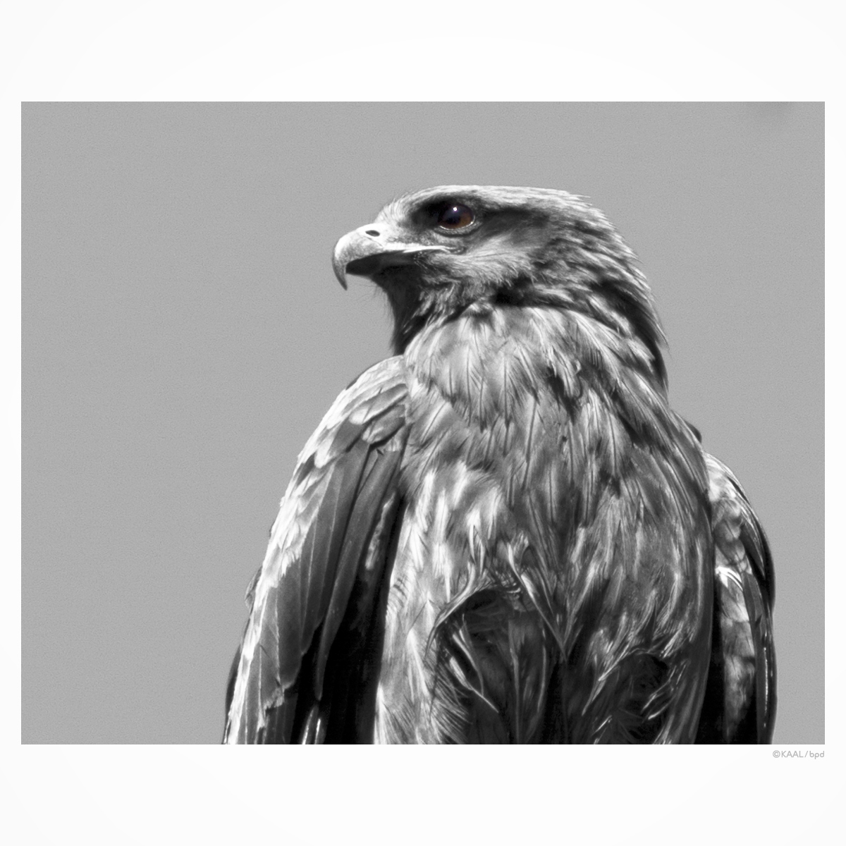 wildbird-photography-by-kaal-tobi-black_kite-02