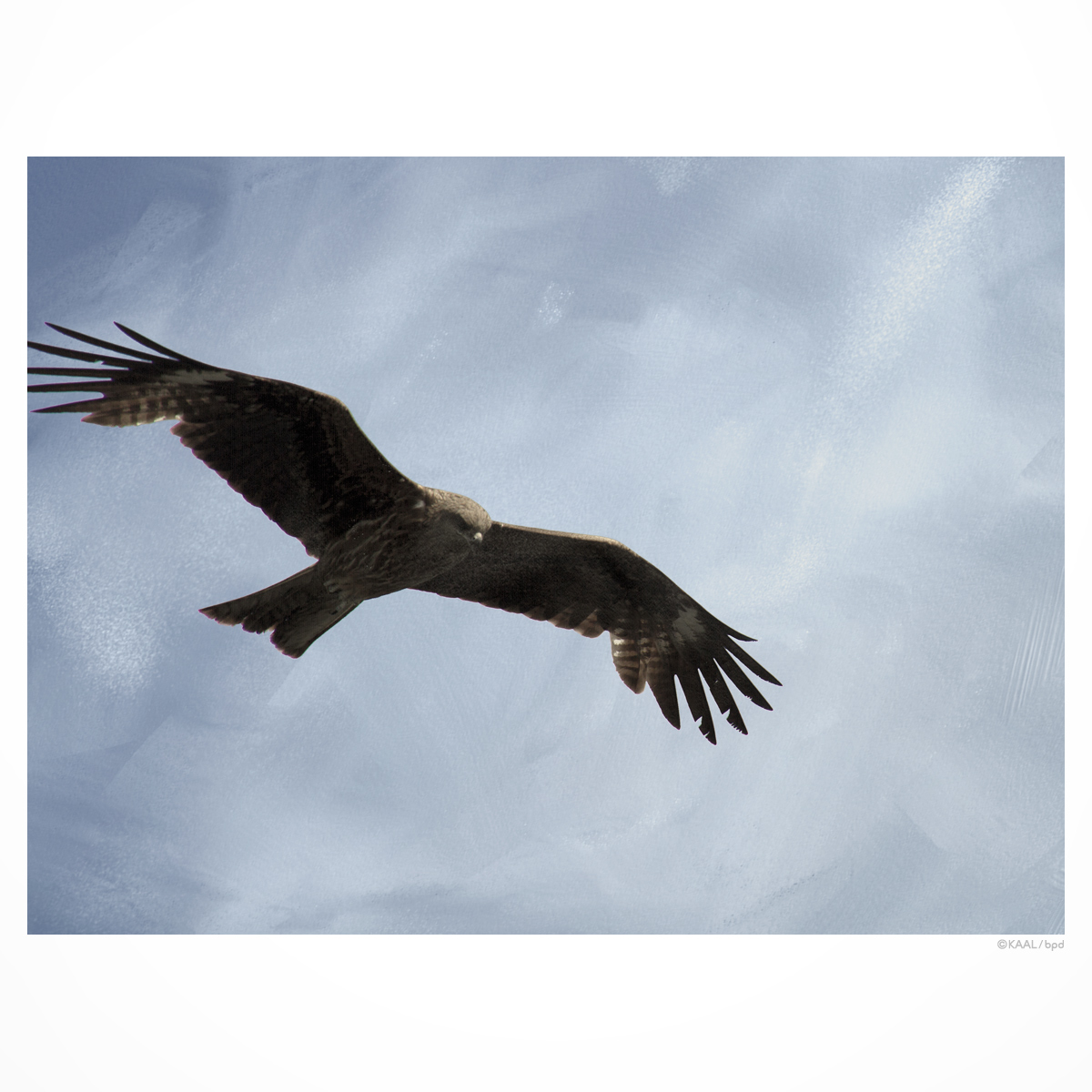 wildbird-photography-by-kaal-tobi-black_kite-03