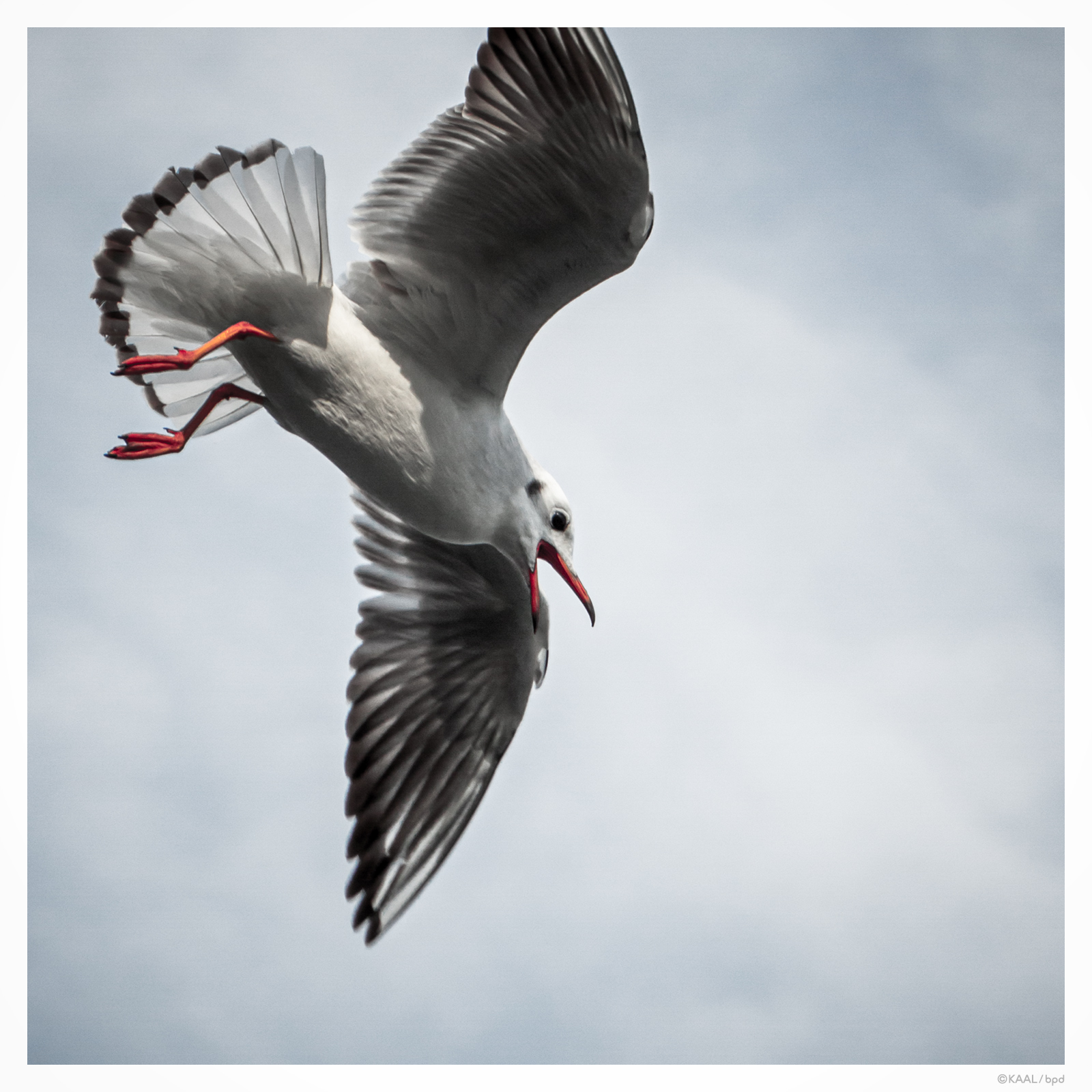 yurikamome photography by kaal