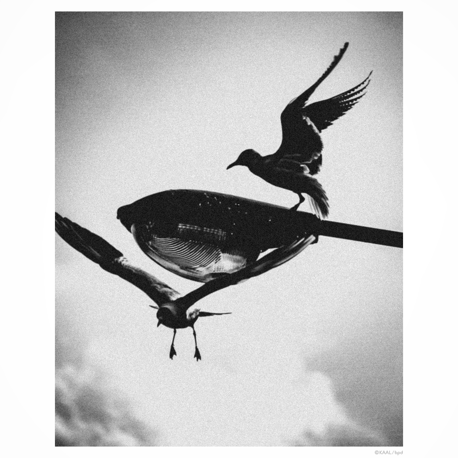 wildbird photography by kaal yurikamome