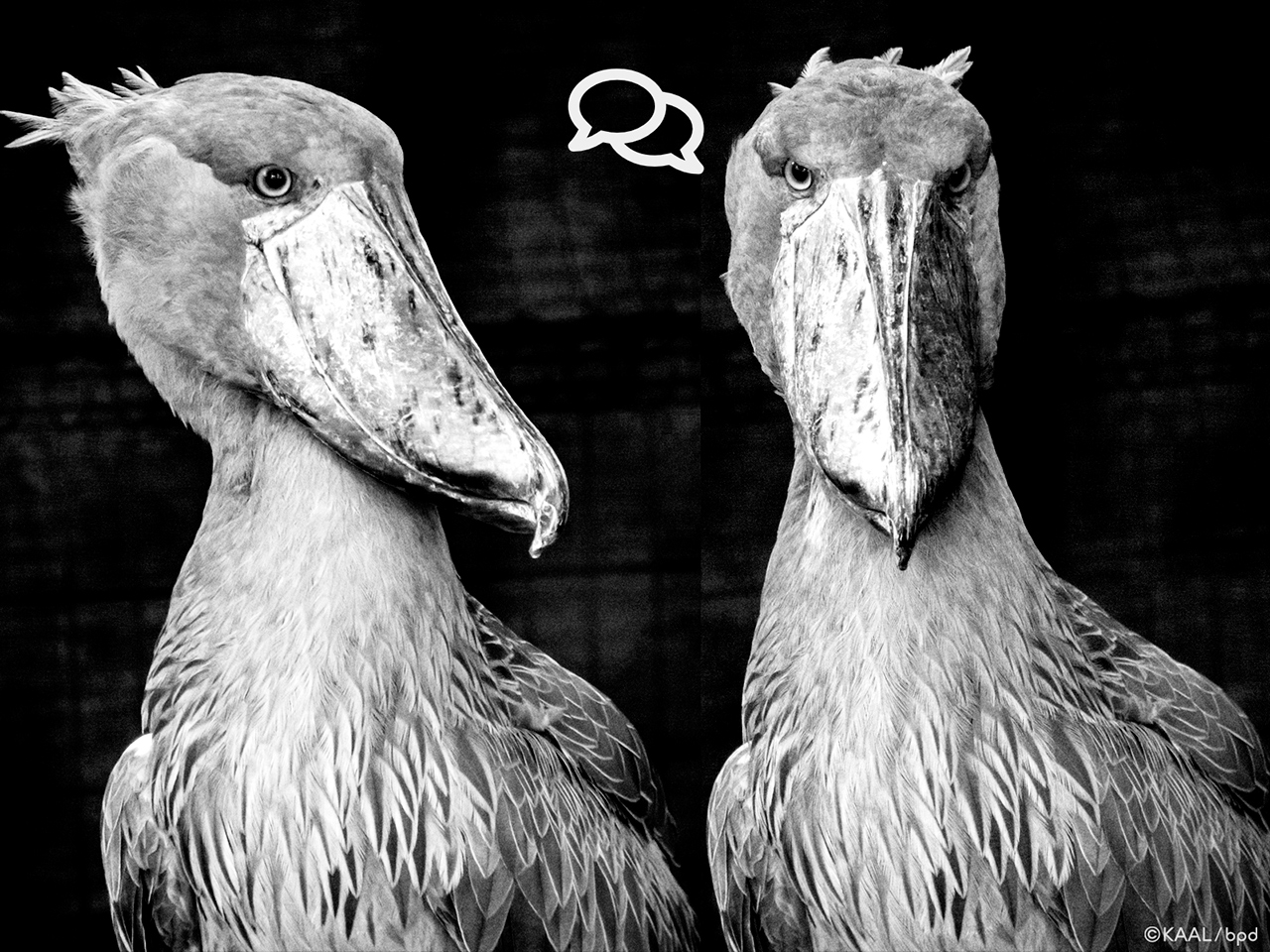 hashibirokou balaeniceps rex photography by KAAL